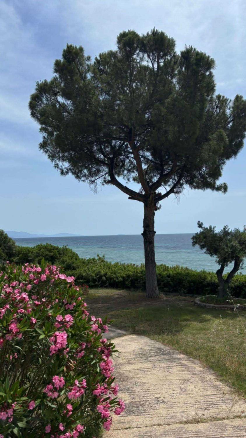 Garden, Sea view