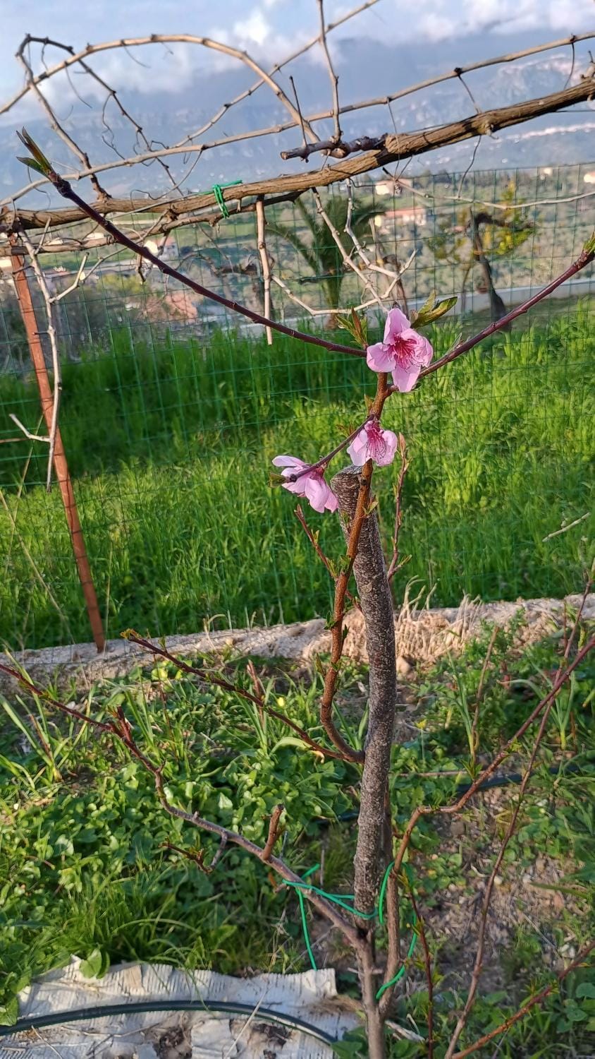 Domus amica 1 Bed and Breakfast in Campania