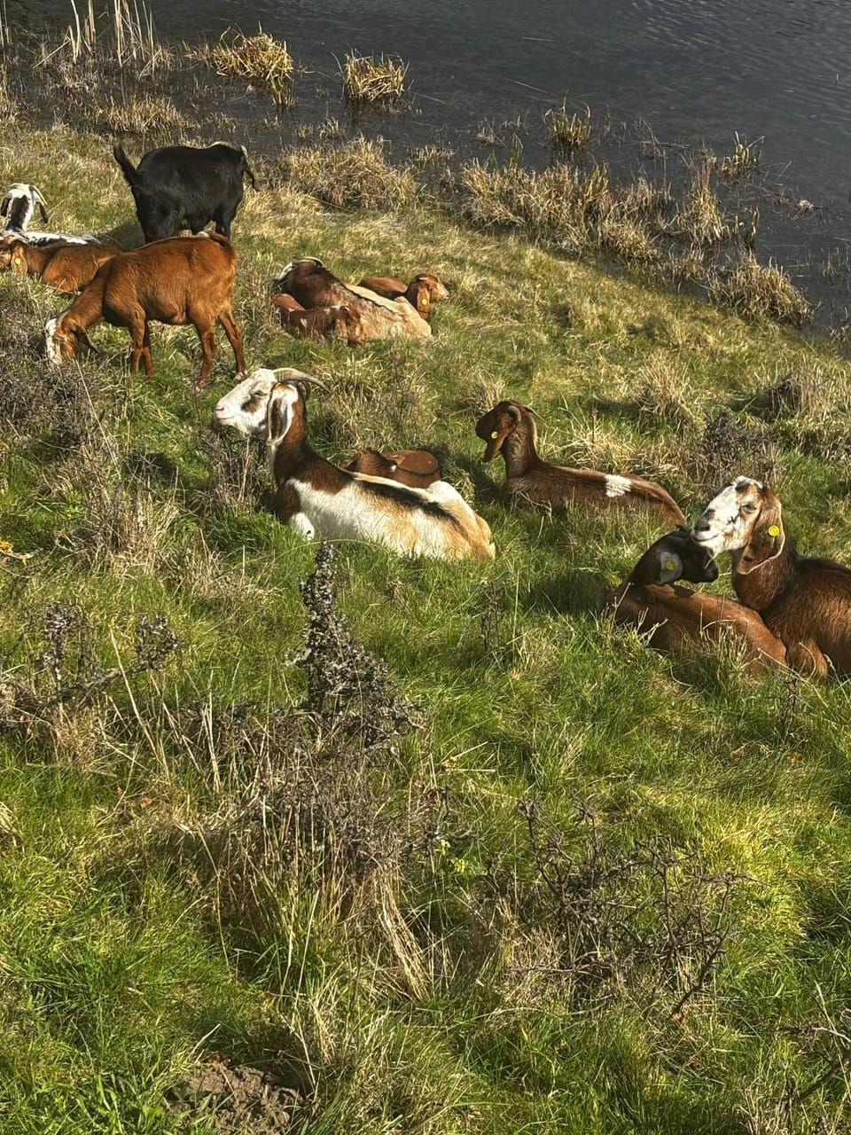Animals, Animals