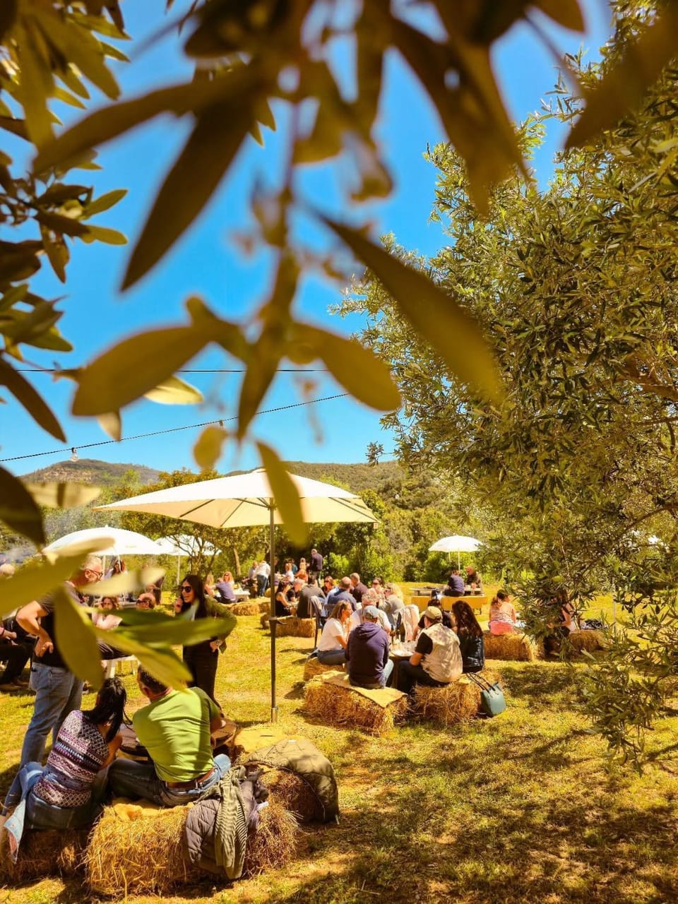 People, Natural landscape, Garden, group of guests