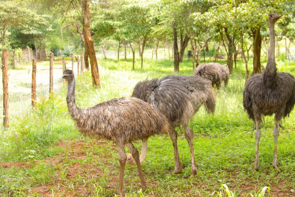 Makoyo Bantu Cultural Huts Campground/ 
RV Resort in Kenya