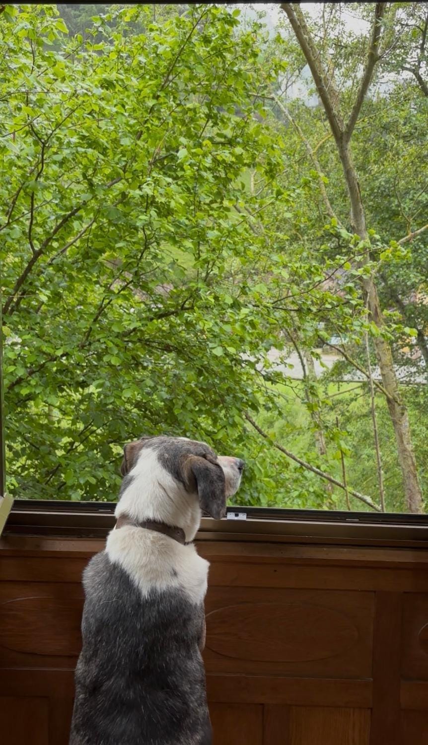 Pets, Pets, pet friendly, pet friendly