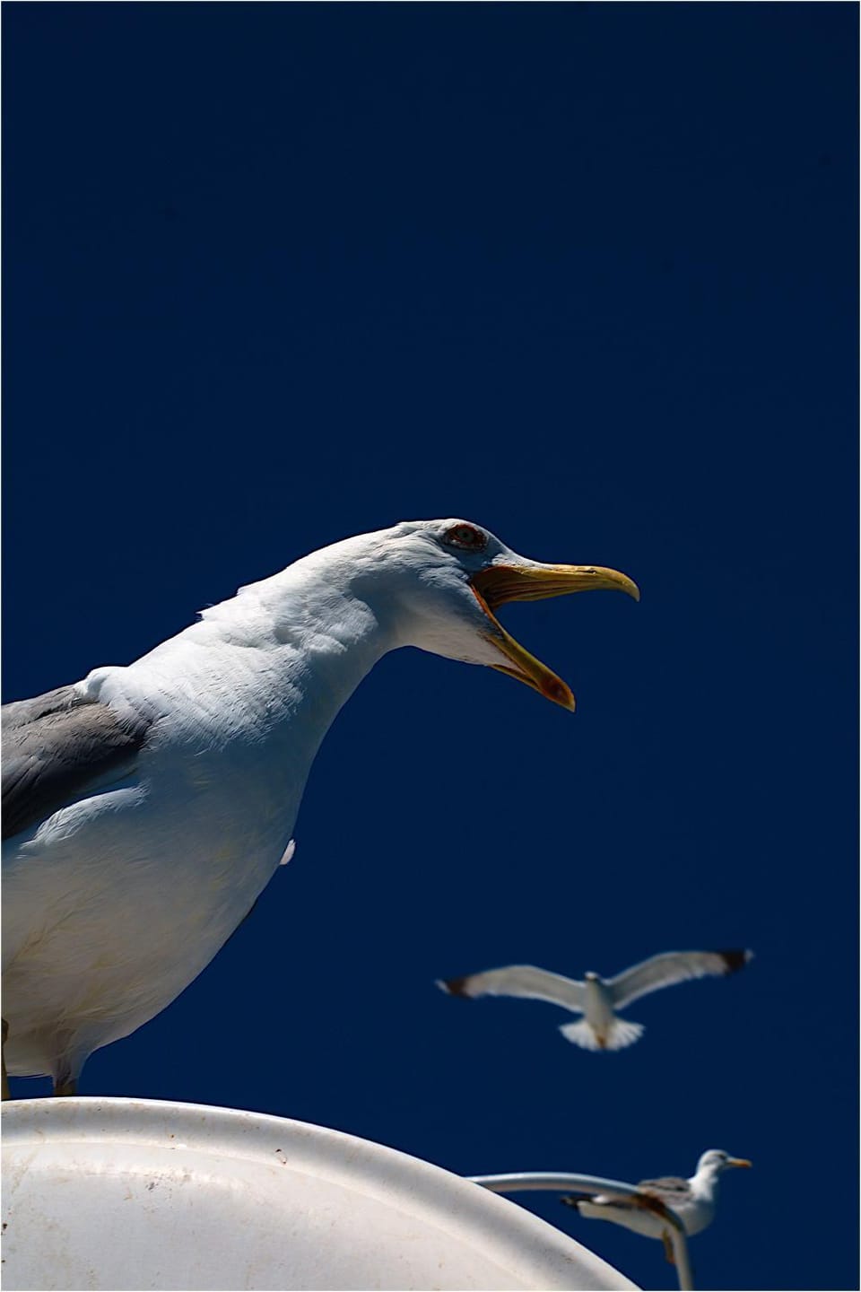 Natural landscape, Bird's eye view, Animals