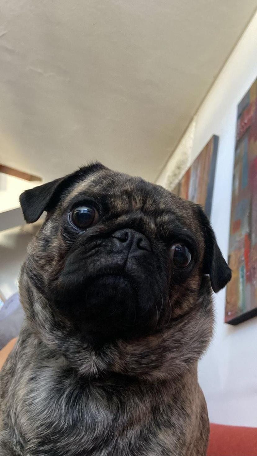 Pets