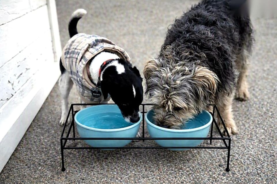 Pets
