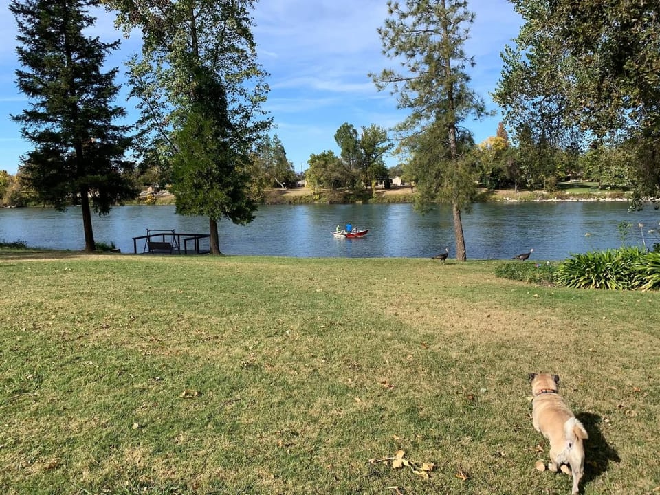 Summer, Animals, Pets