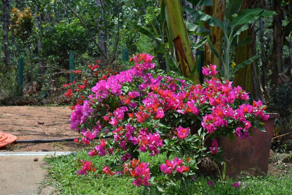Hillwoods homestay Vacation rental in Karnataka