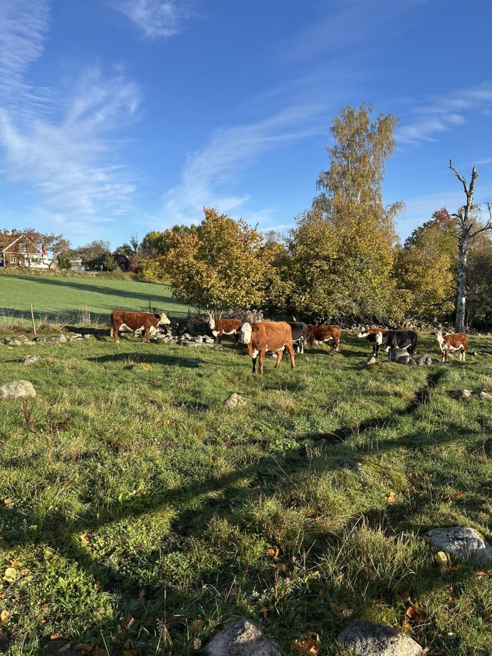 Day, Natural landscape, Animals