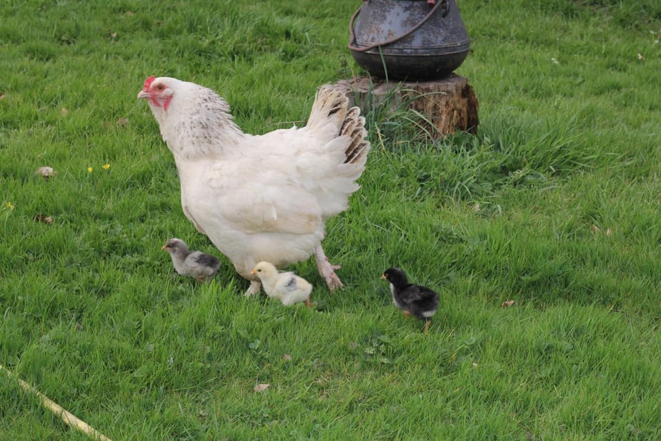 Animals