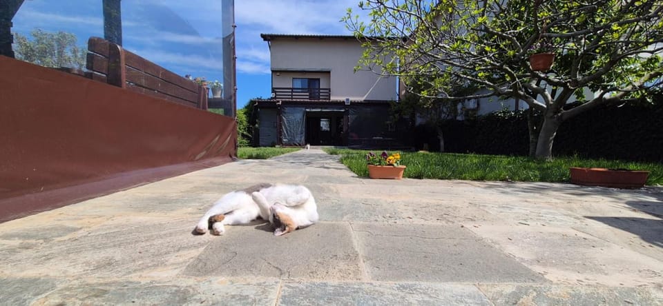 Property building, Pets