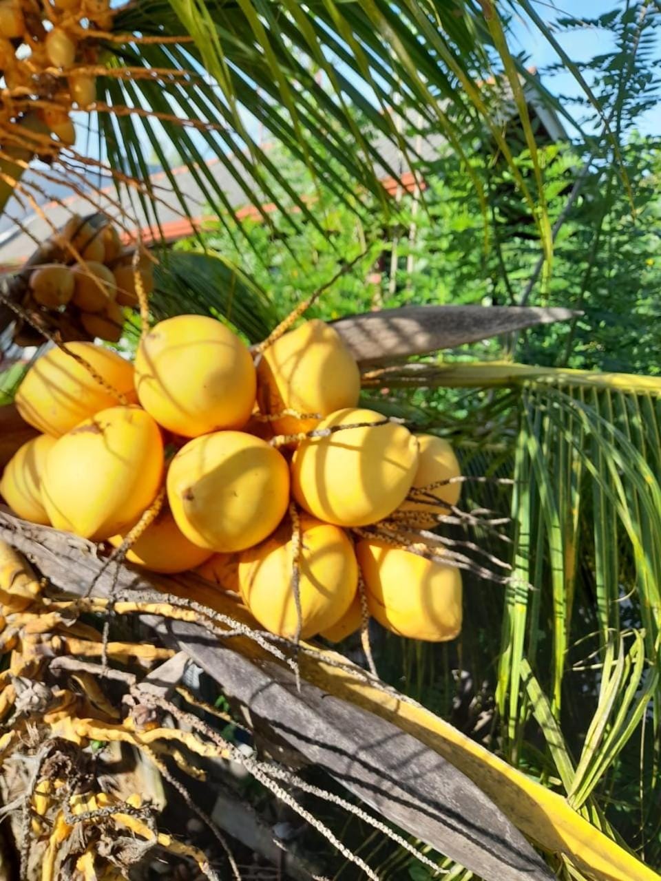 Coco Leaf Polhena Bed and Breakfast in Southern Province