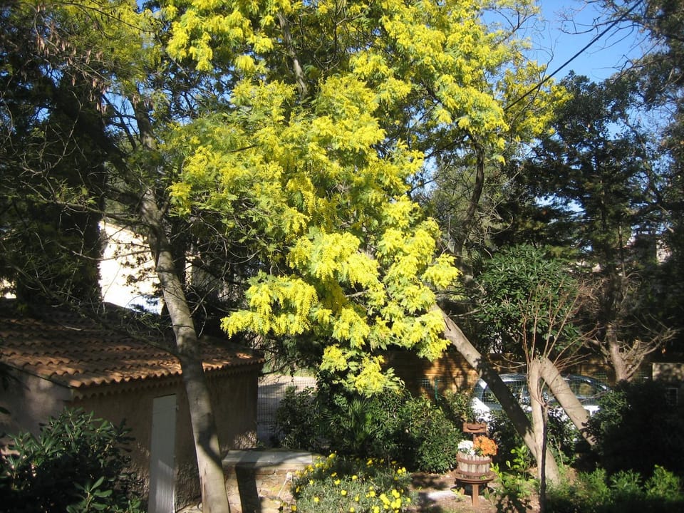 Maison des oliviers Villa in La Seyne-sur-Mer