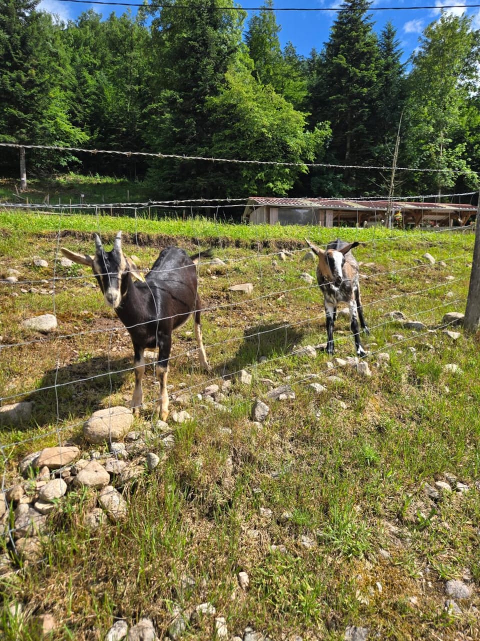Le temps d'une pause bed and breakfast Bed and Breakfast in Vosges
