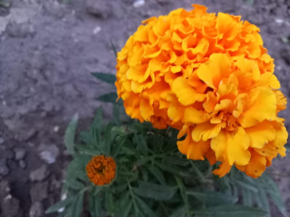 Guest House Bloom Garden Bed and Breakfast in Vlorë