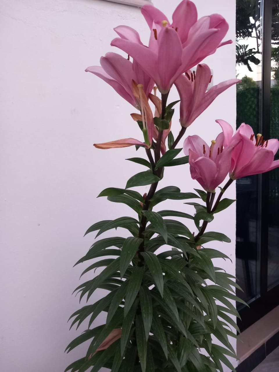 Guest House Bloom Garden Bed and Breakfast in Vlorë