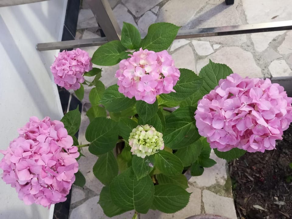 Guest House Bloom Garden Bed and Breakfast in Vlorë