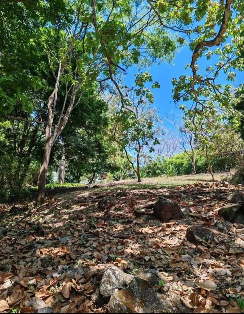 Casa Mango House in Alajuela Province