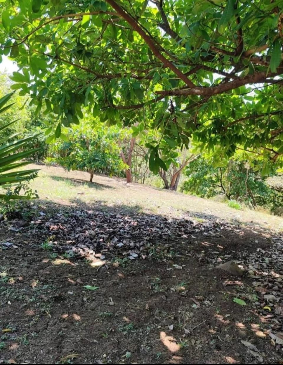 Casa Mango House in Alajuela Province