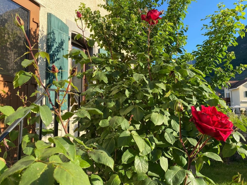 Spring, Garden, Garden