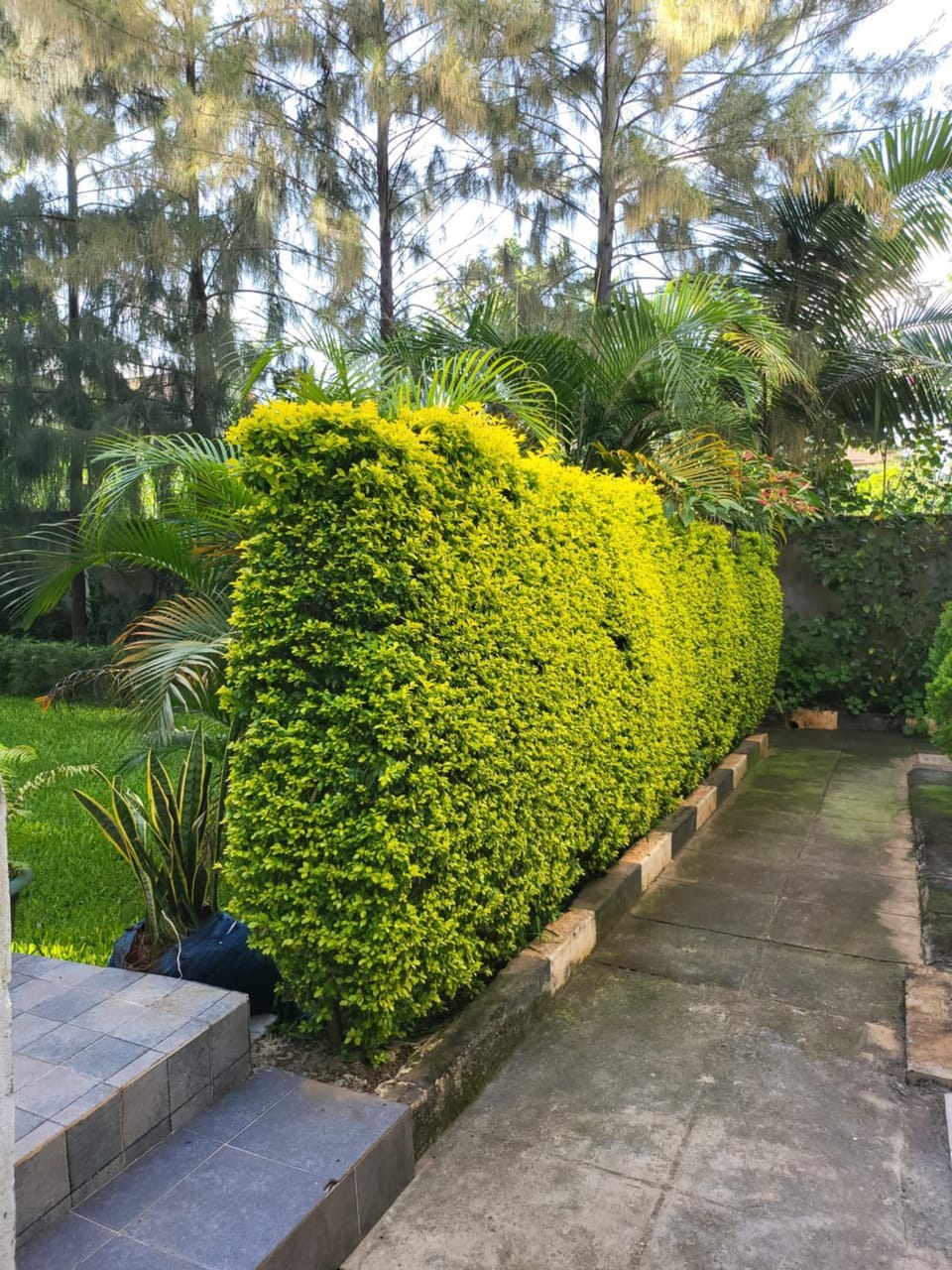 Garden view