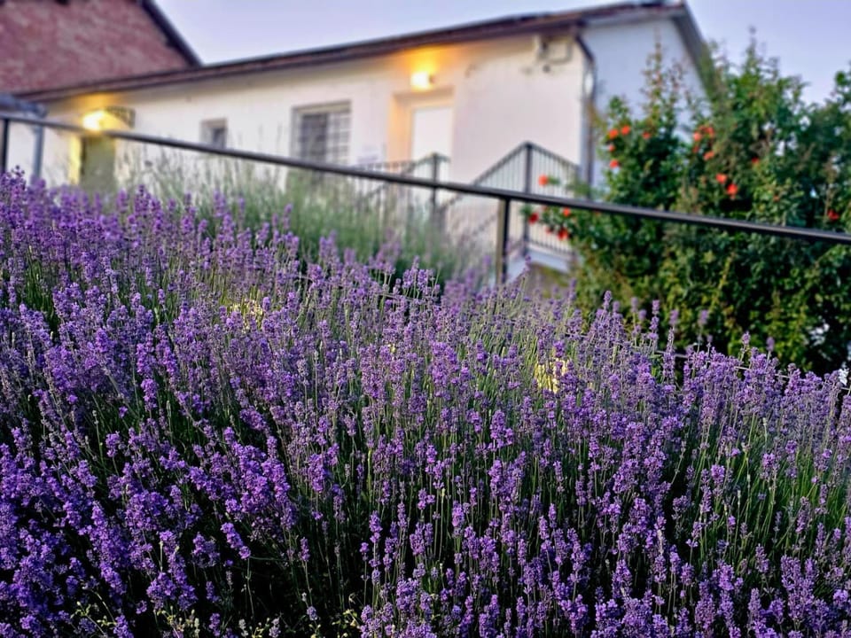 Chicche di Lavanda Farm Stay in Piedmont