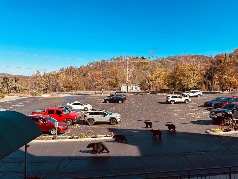 Animals, Mountain view, Parking