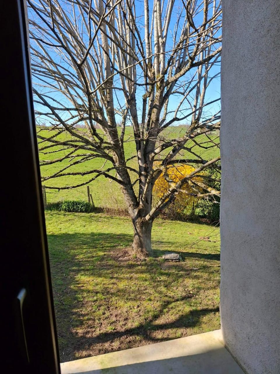 Garden view