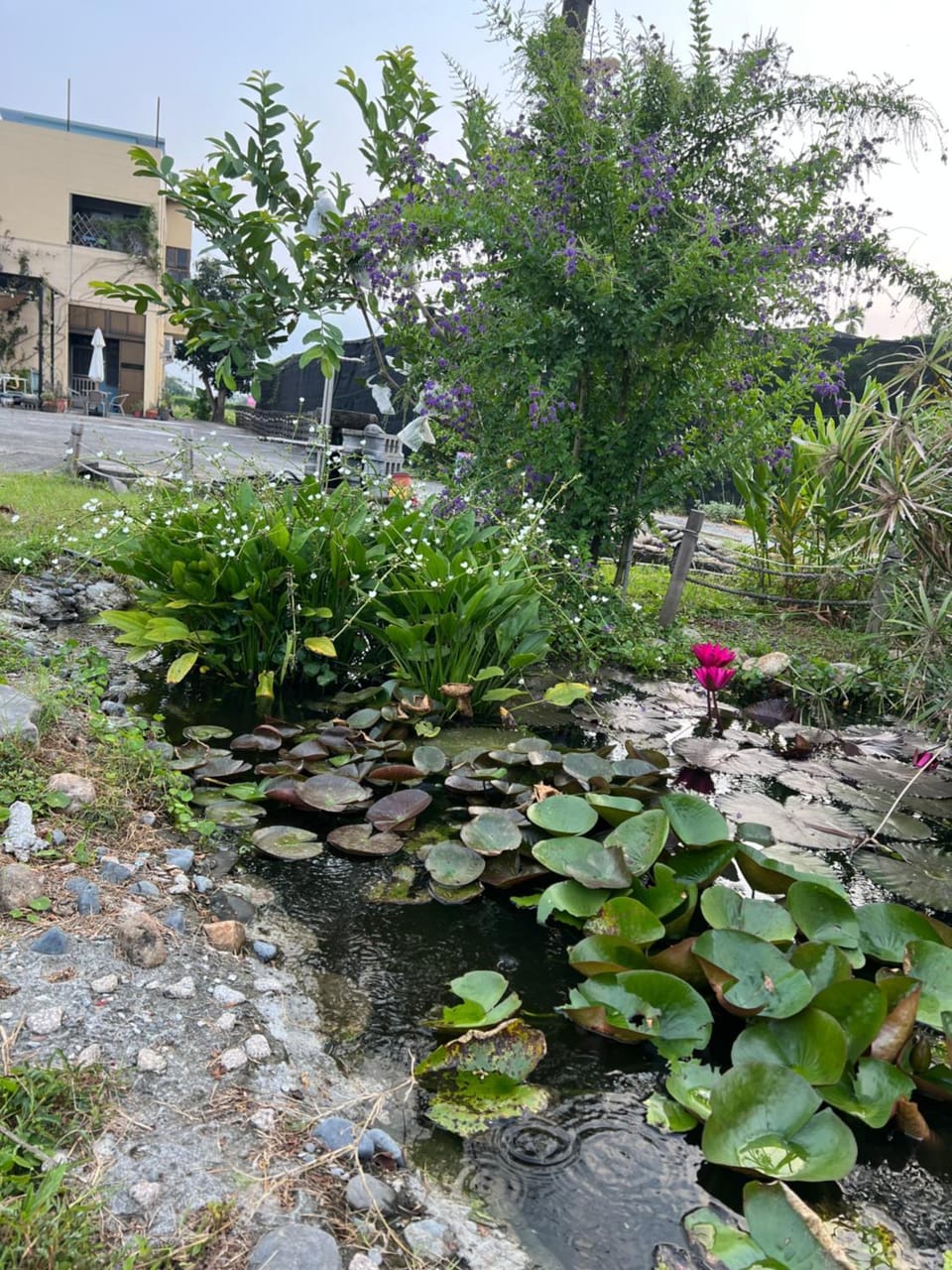 Property building, Spring, Day, Garden view