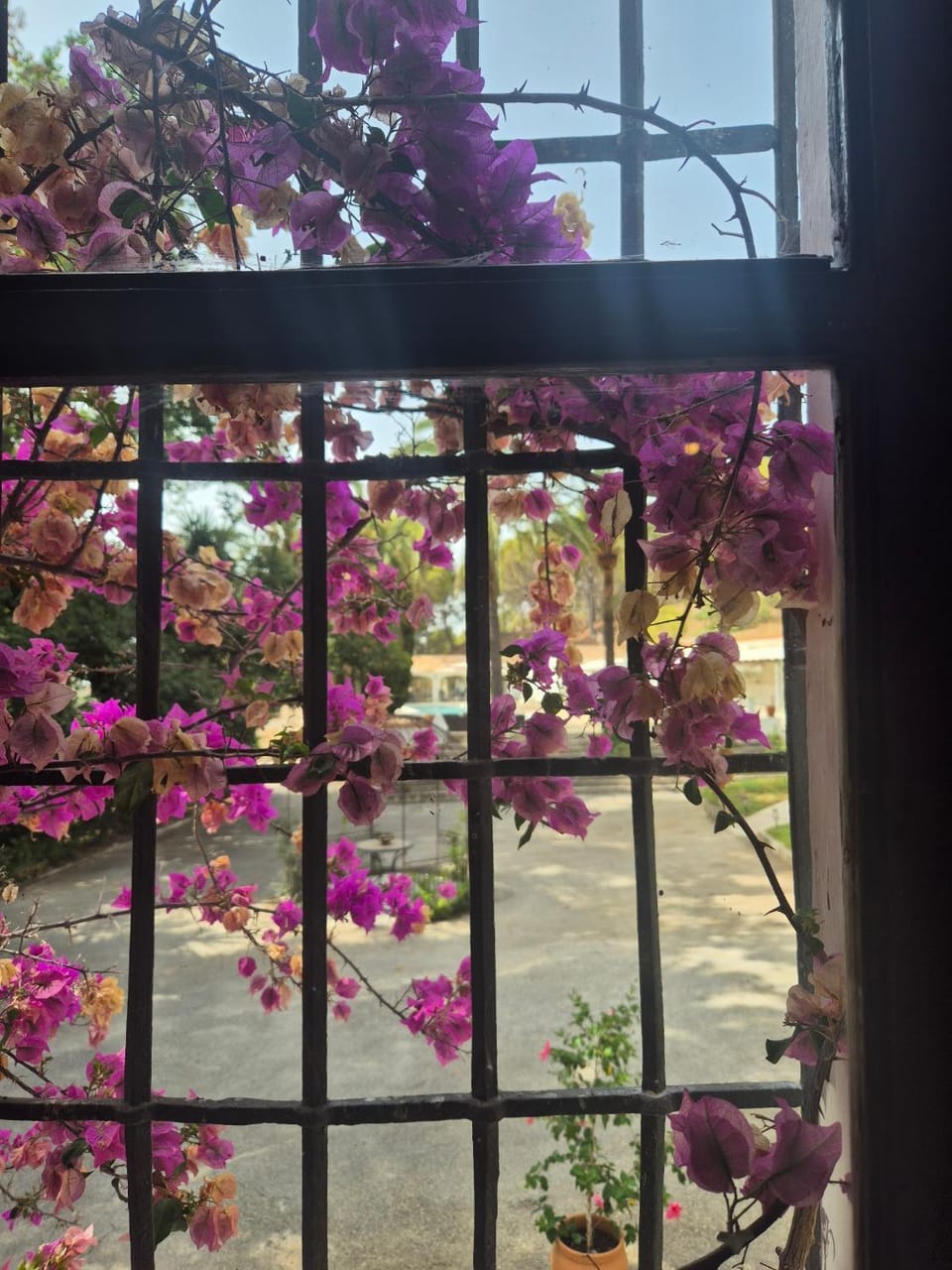 Garden, Garden view