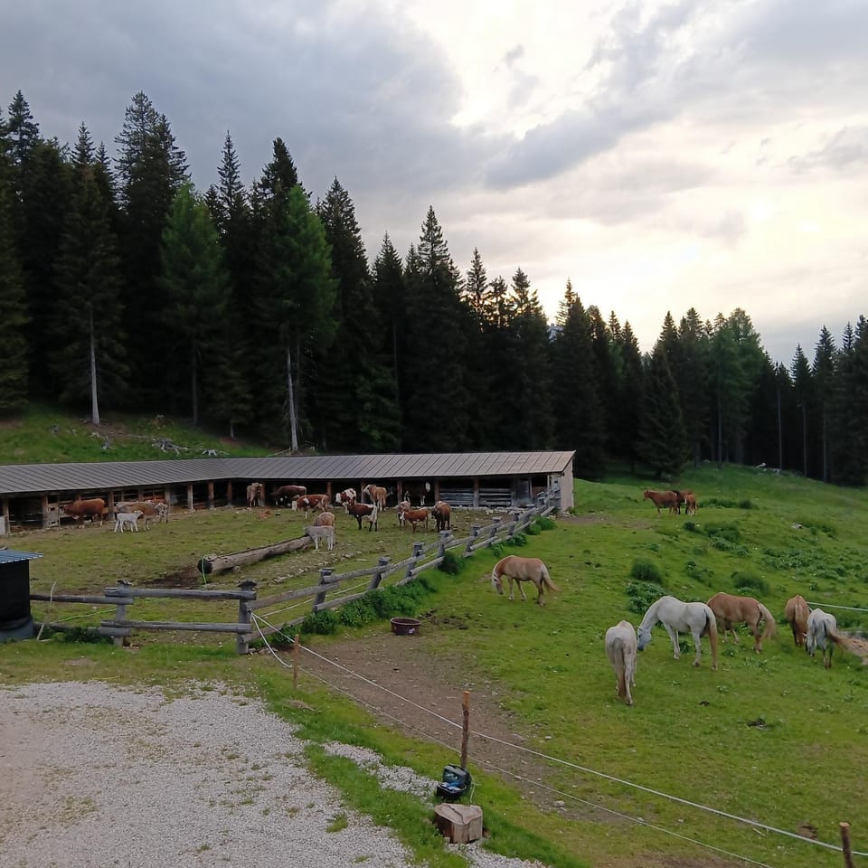 Stanza Cuori Malga Ciauta Farm Stay in Trentino-South Tyrol