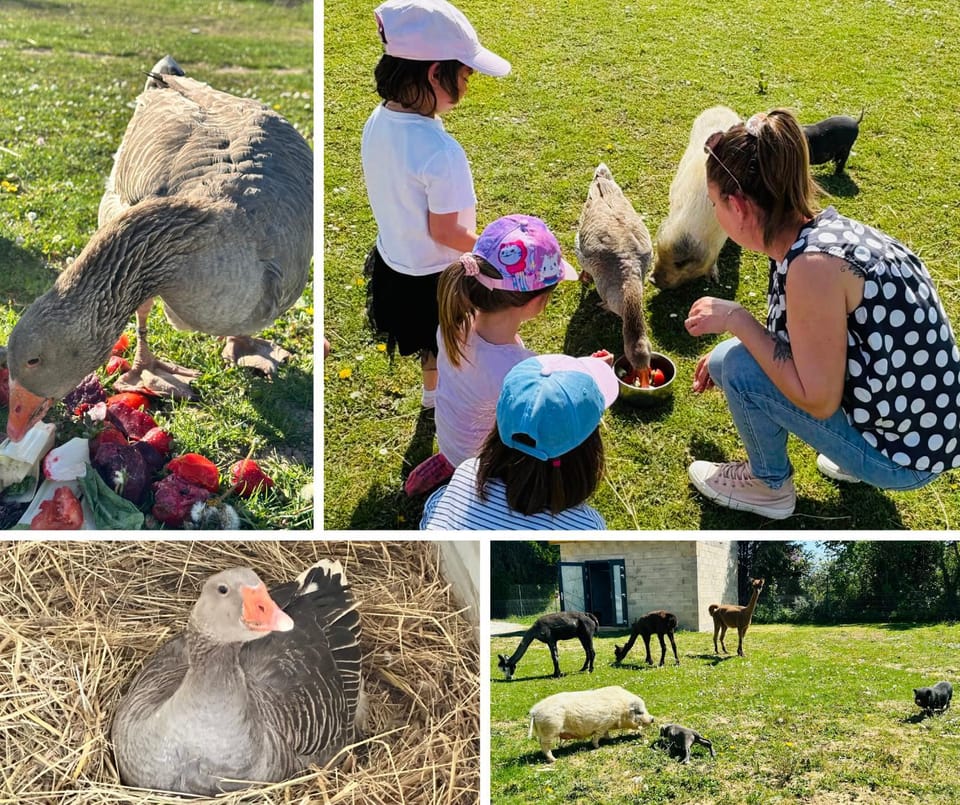 Animals