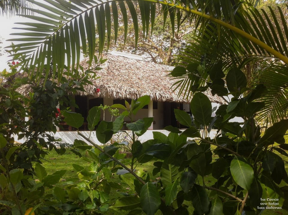Garden, Garden view, Street view