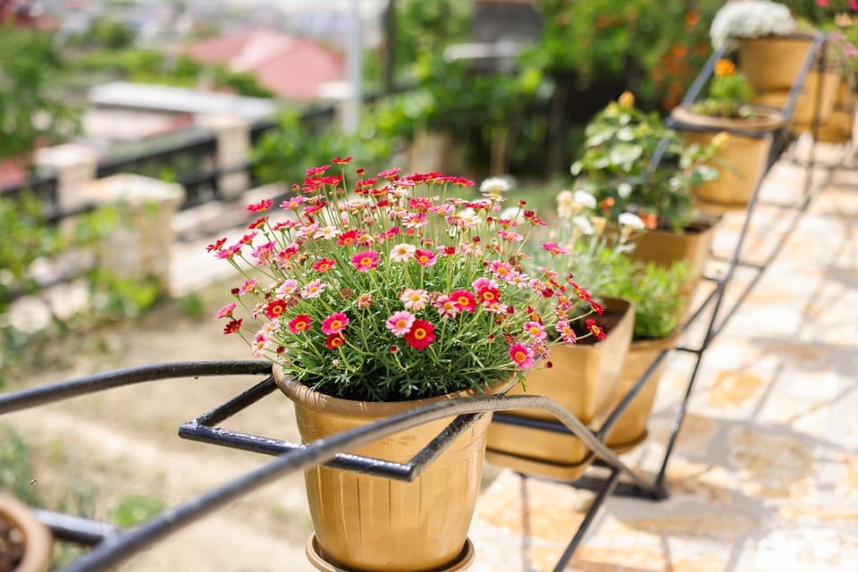Garden, Garden view, Garden view