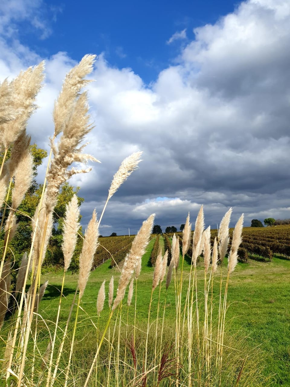 Les sources du vignoble Bed and Breakfast in Nouvelle-Aquitaine