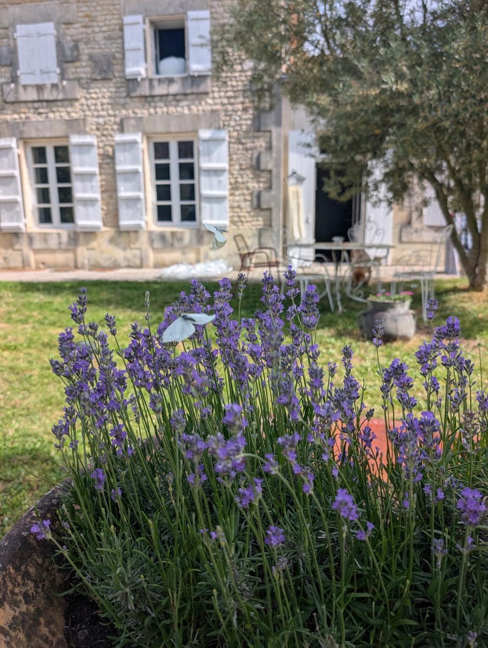 Natural landscape, Garden