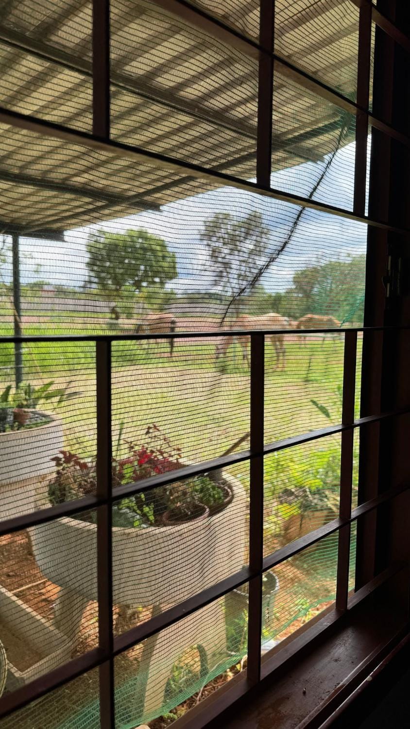 Day, Garden, View (from property/room)