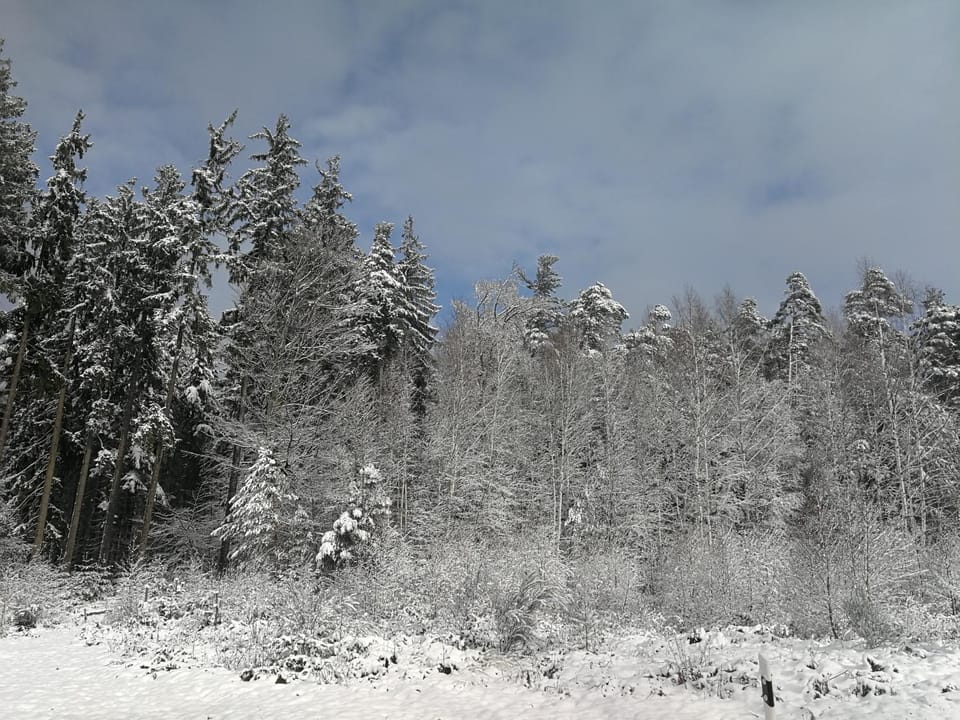 Gästehaus Bacchus Bed and Breakfast in Rhineland-Palatinate