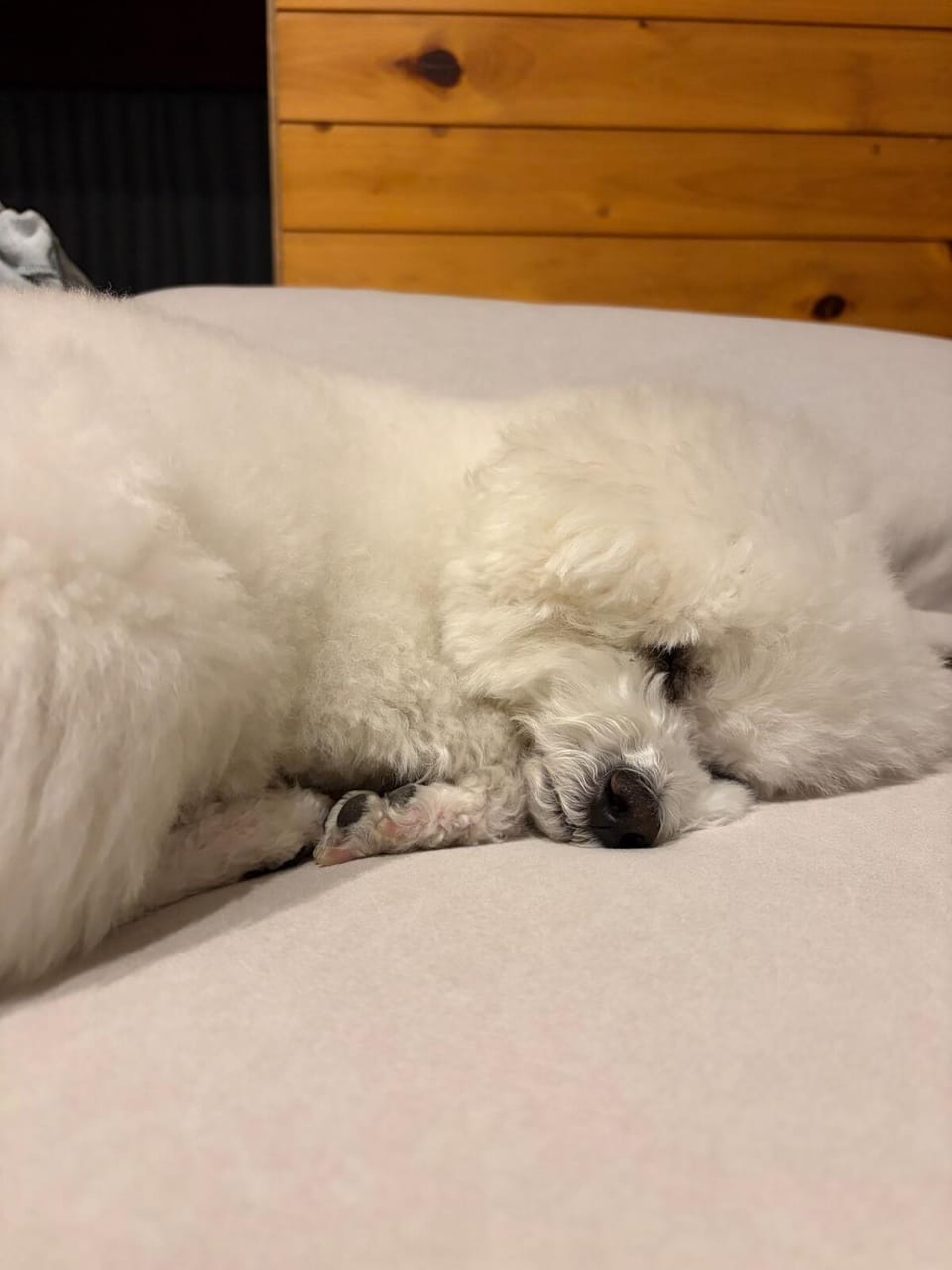 にこの家 --多頭飼い,大型犬も猫もうさぎも歓迎 秩父の一棟貸し-- Apartment in Saitama Prefecture