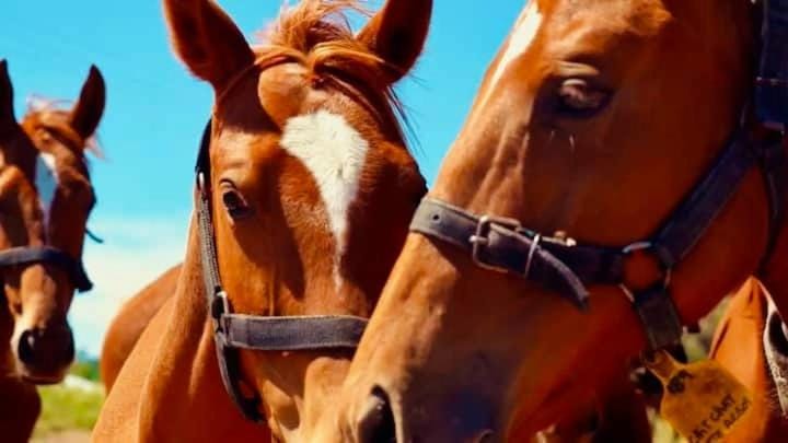 Animals, Sports