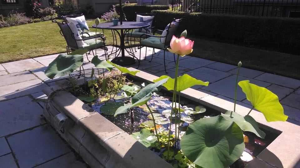Patio, Day