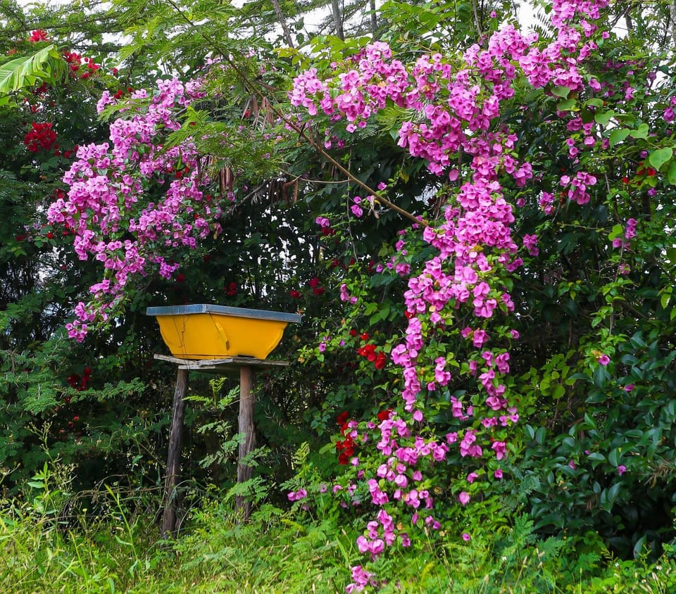 Bella Pollito Bed and Breakfast in Nairobi