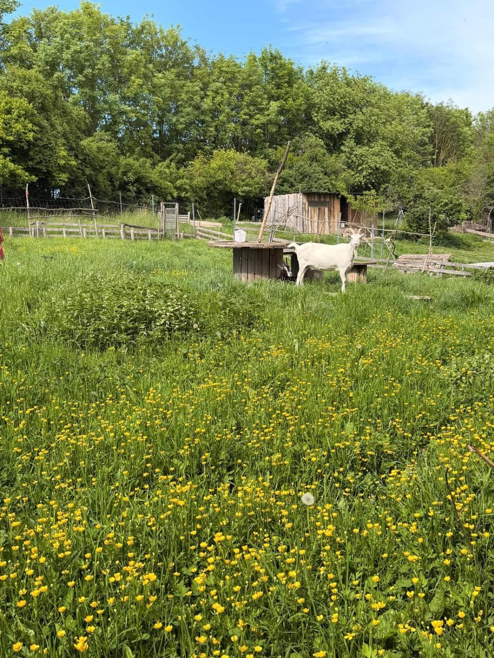 Animals