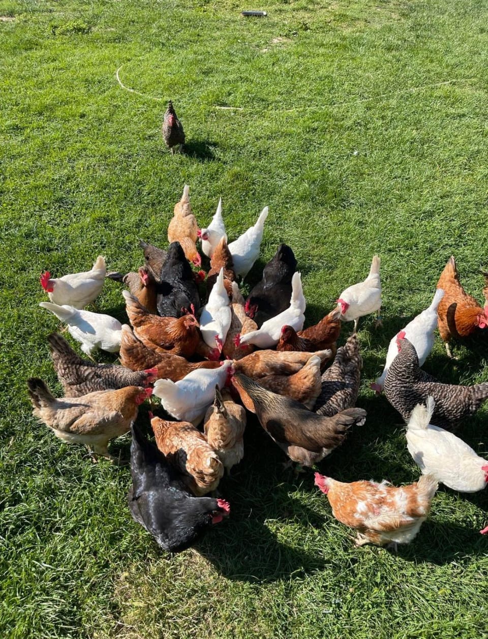 Animals