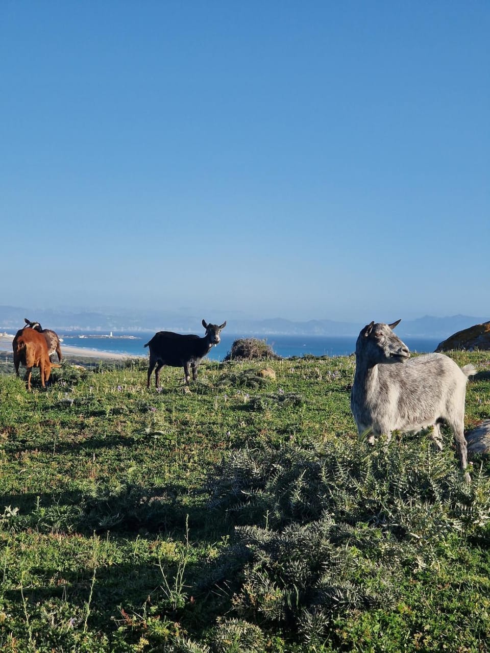 Agradable minicasa con vistas al Estrecho Campground/ 
RV Resort in Costa de la Luz