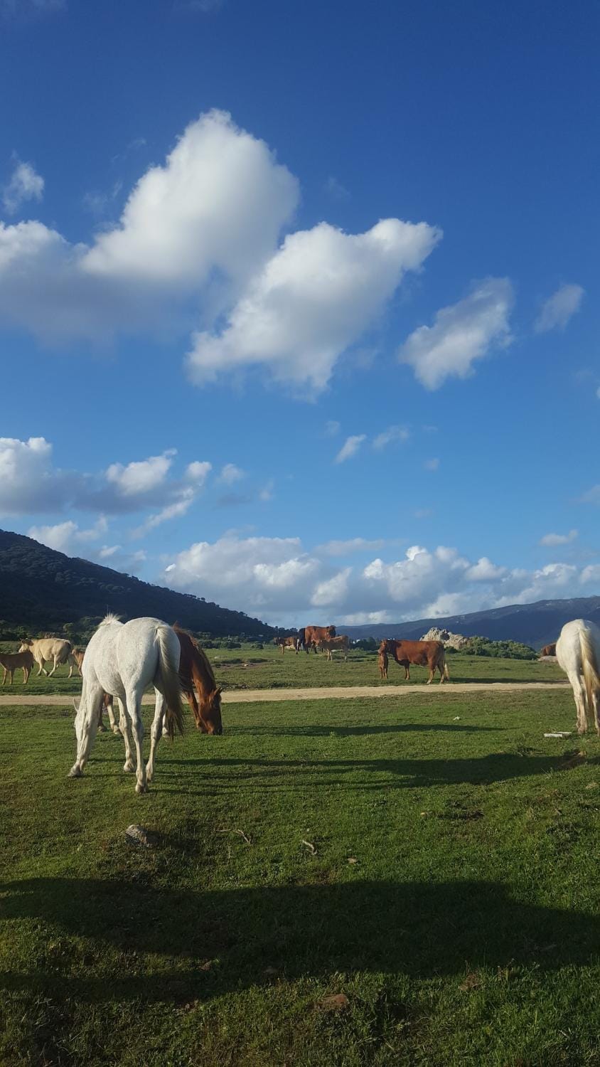 Agradable minicasa con vistas al Estrecho Campground/ 
RV Resort in Costa de la Luz