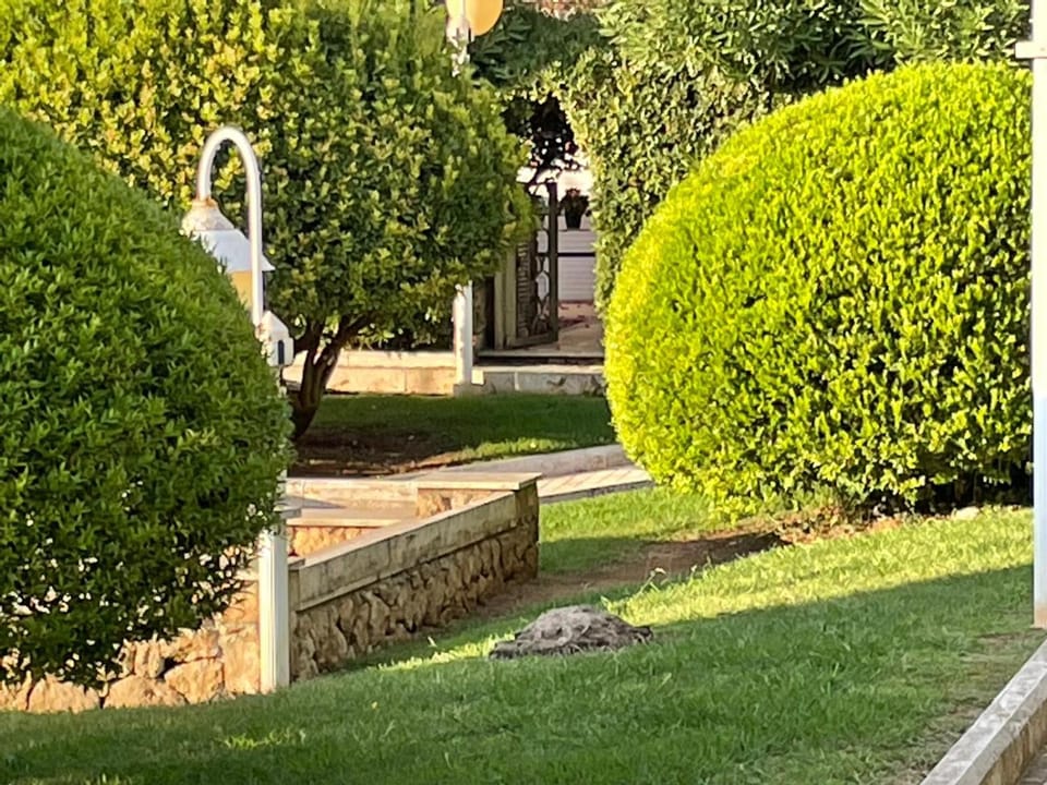 Garden view