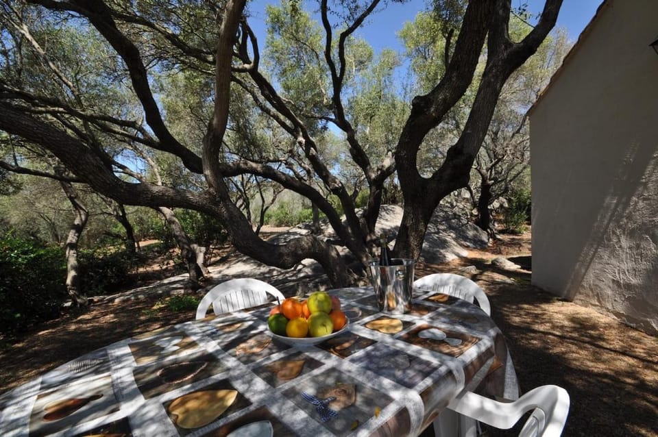 Gallura stazzo among rocks and olive trees House in Sardinia