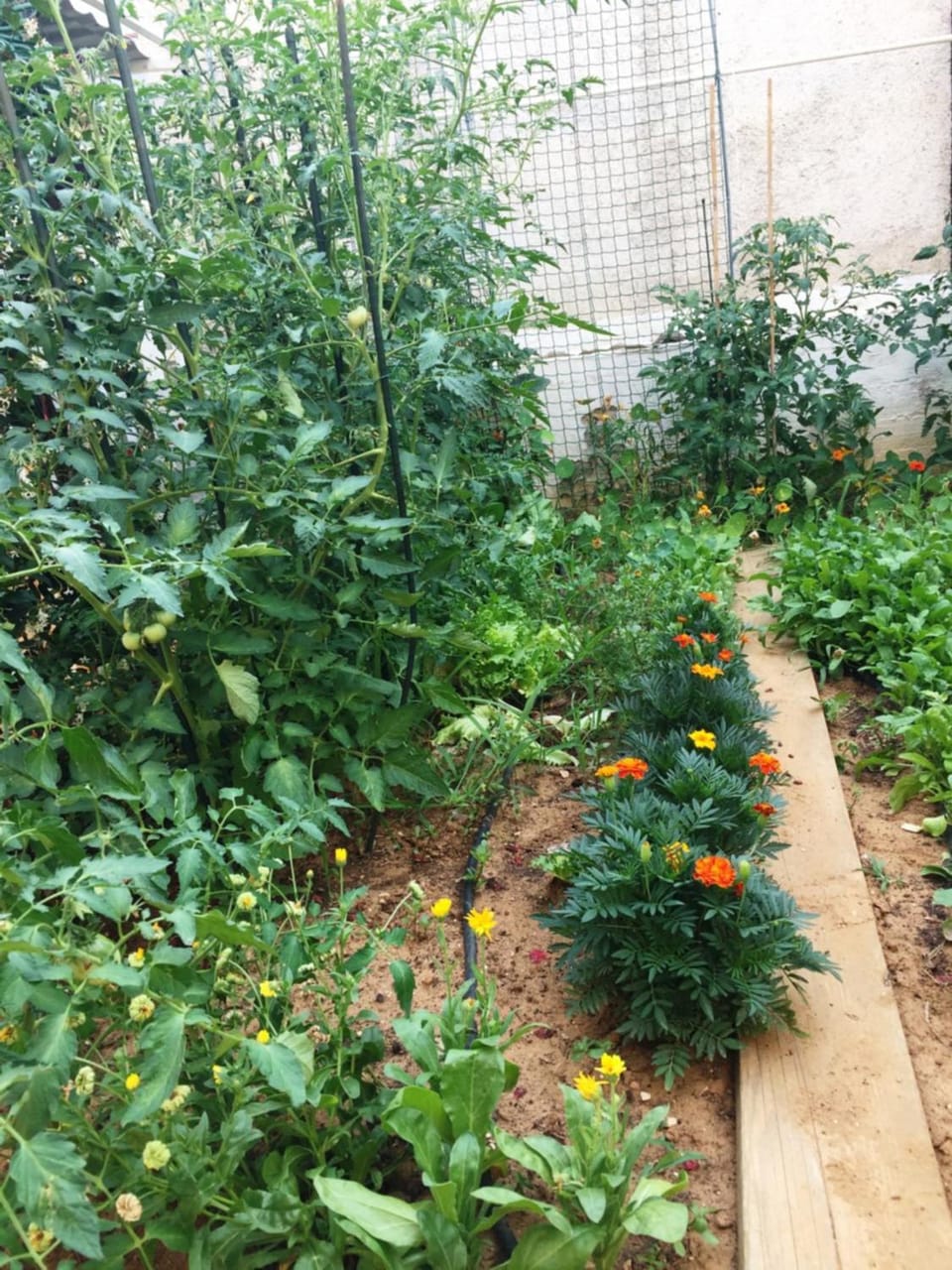 Spring, Day, Garden view