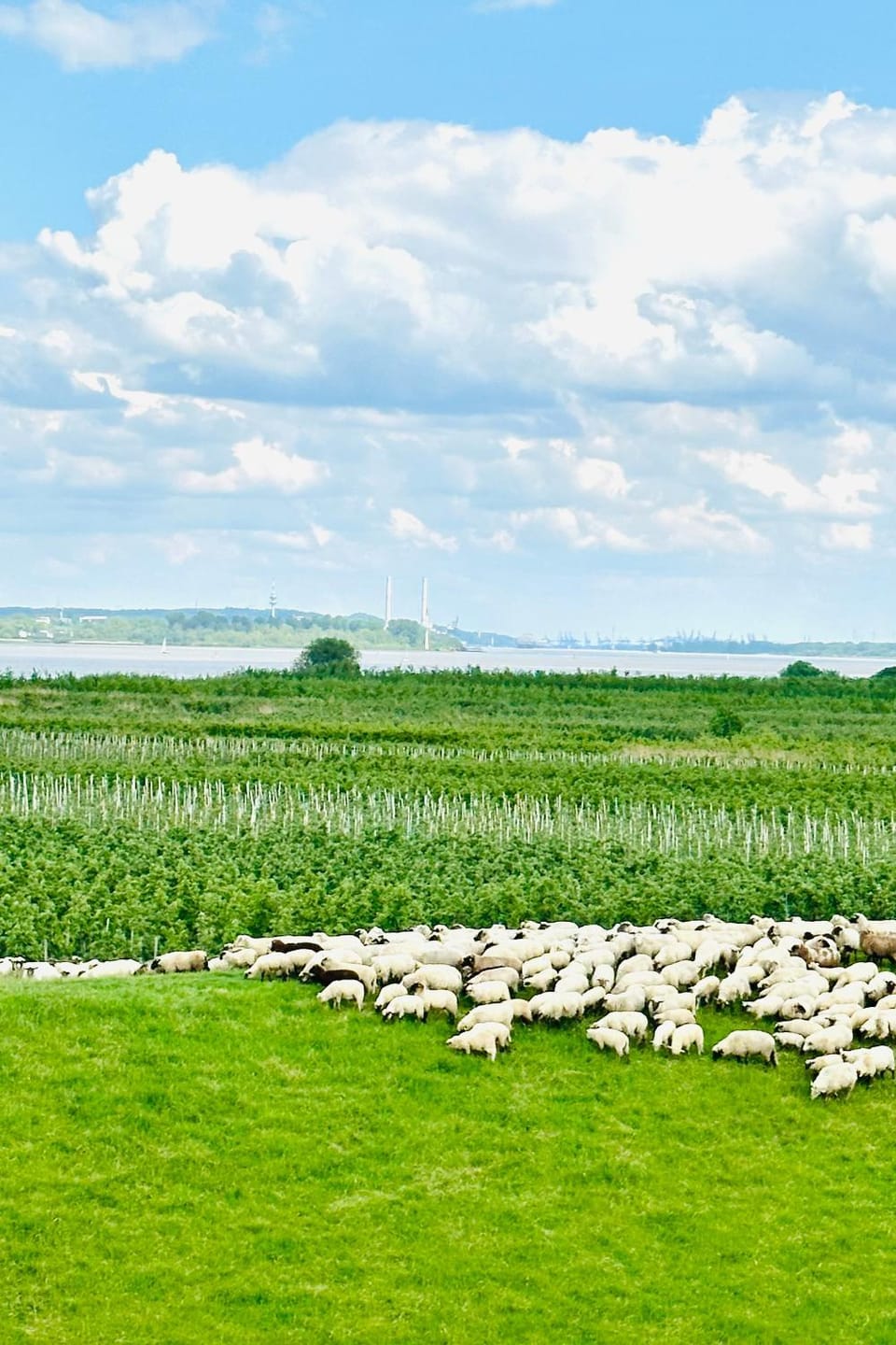 Day, Natural landscape, Garden view, River view