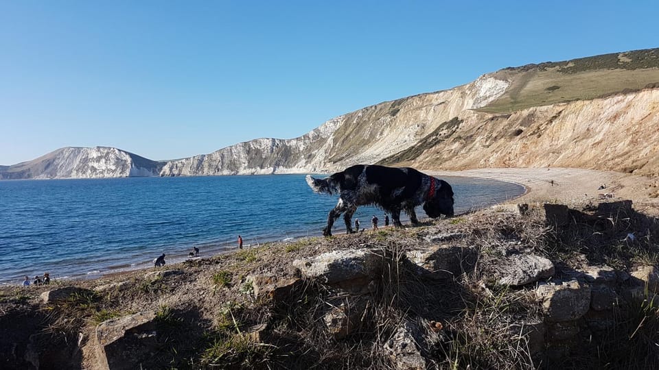 Day, Natural landscape, Beach, Animals